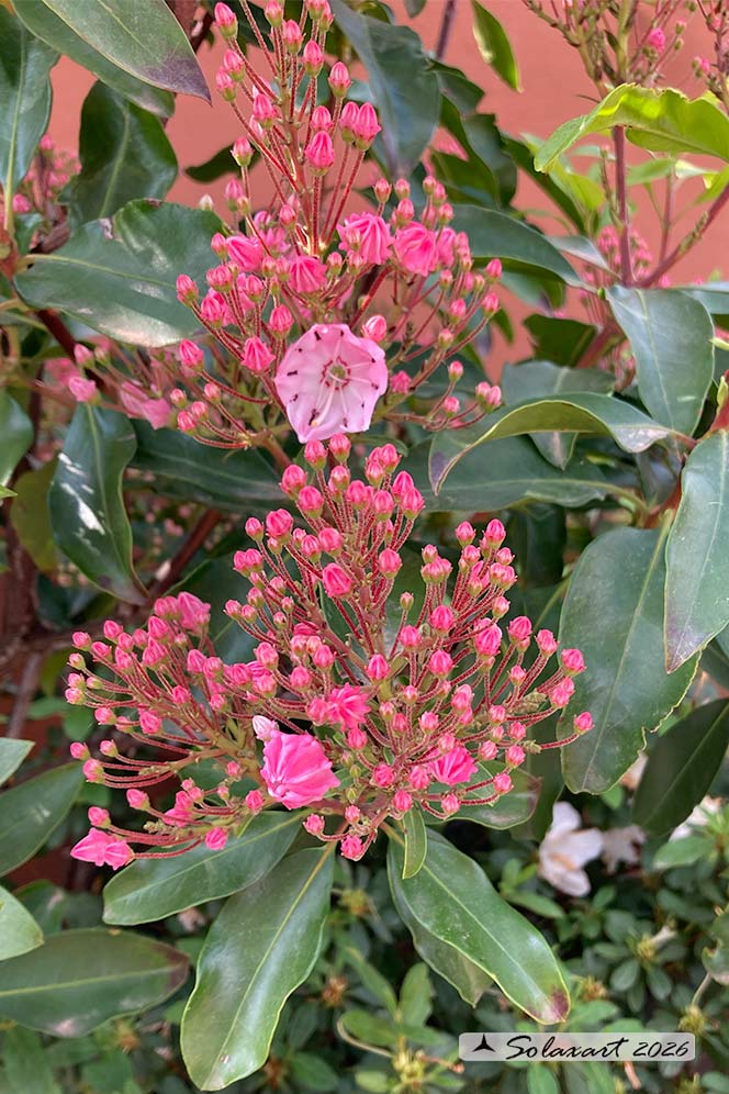 Kalmia  latifolia 'Ginkona'