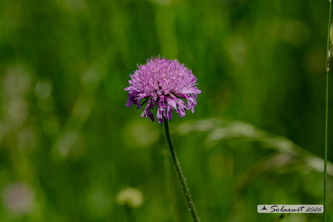 Knautia arvensis