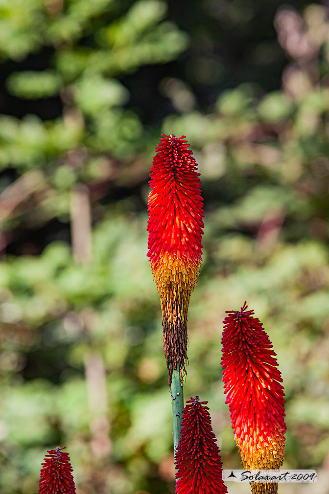 Kniphofia_uvaria