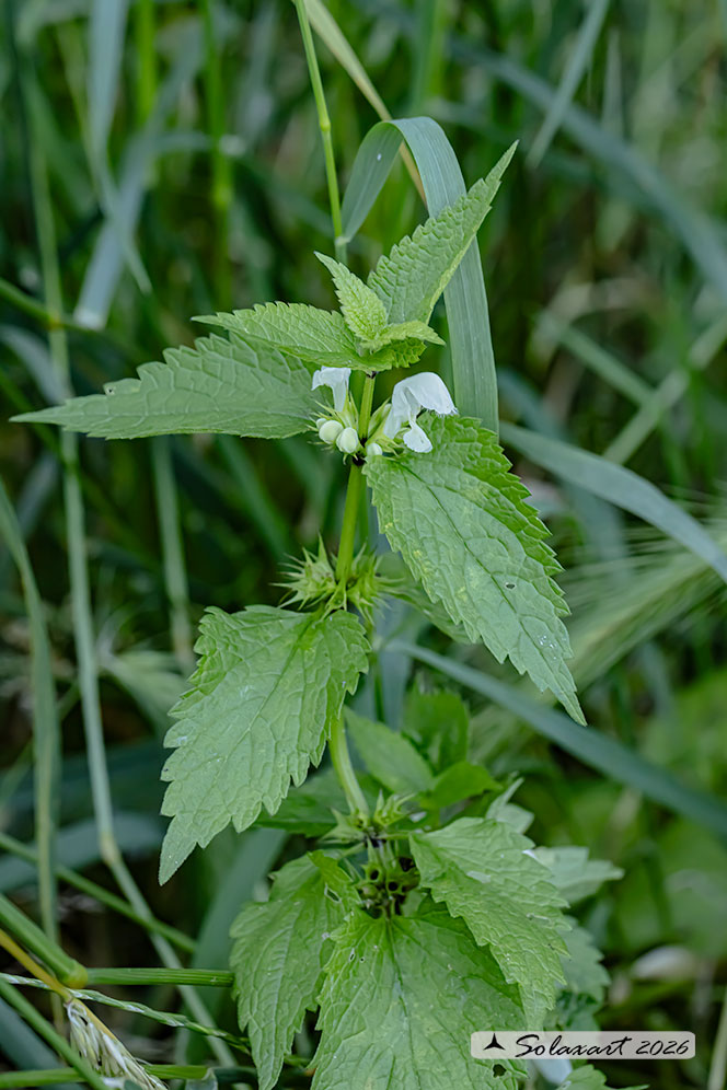Lamium album