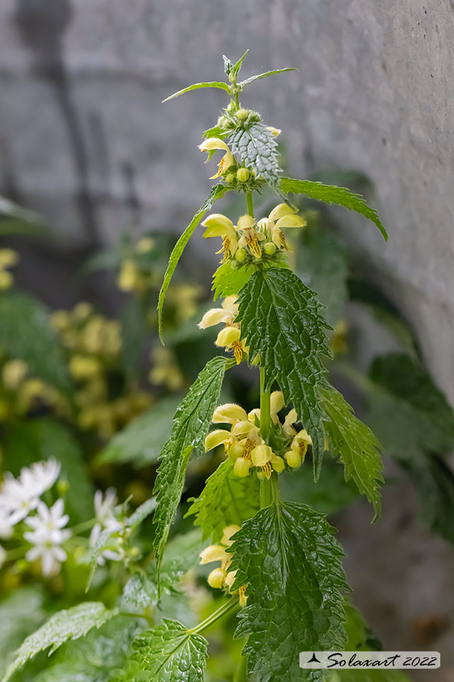 Lamium galeobdolon subsp. flavidum