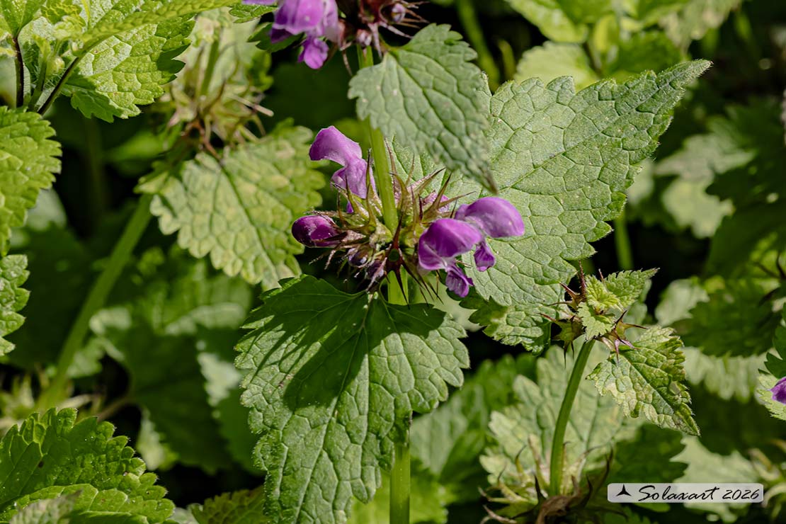 Lamium maculatum