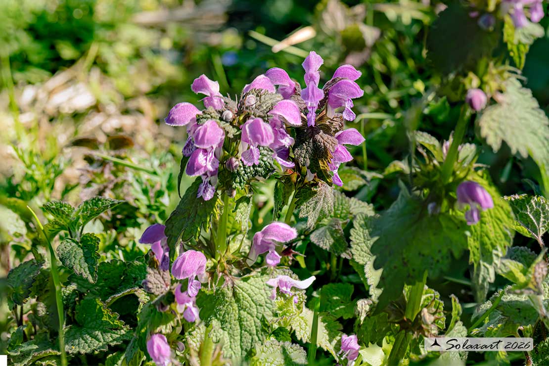 Lamium maculatum