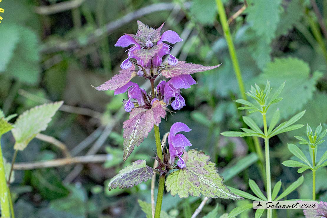 Lamium maculatum