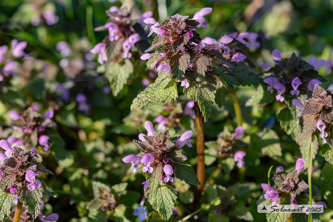Lamium purpureum