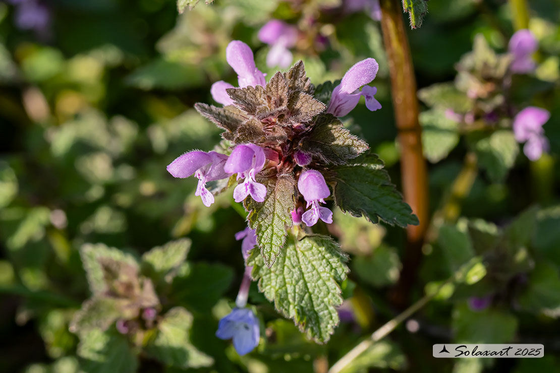 Lamium purpureum