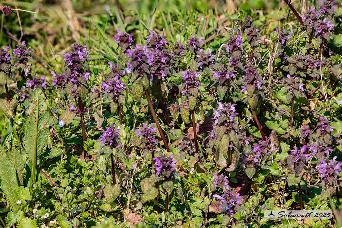 Lamium purpureum