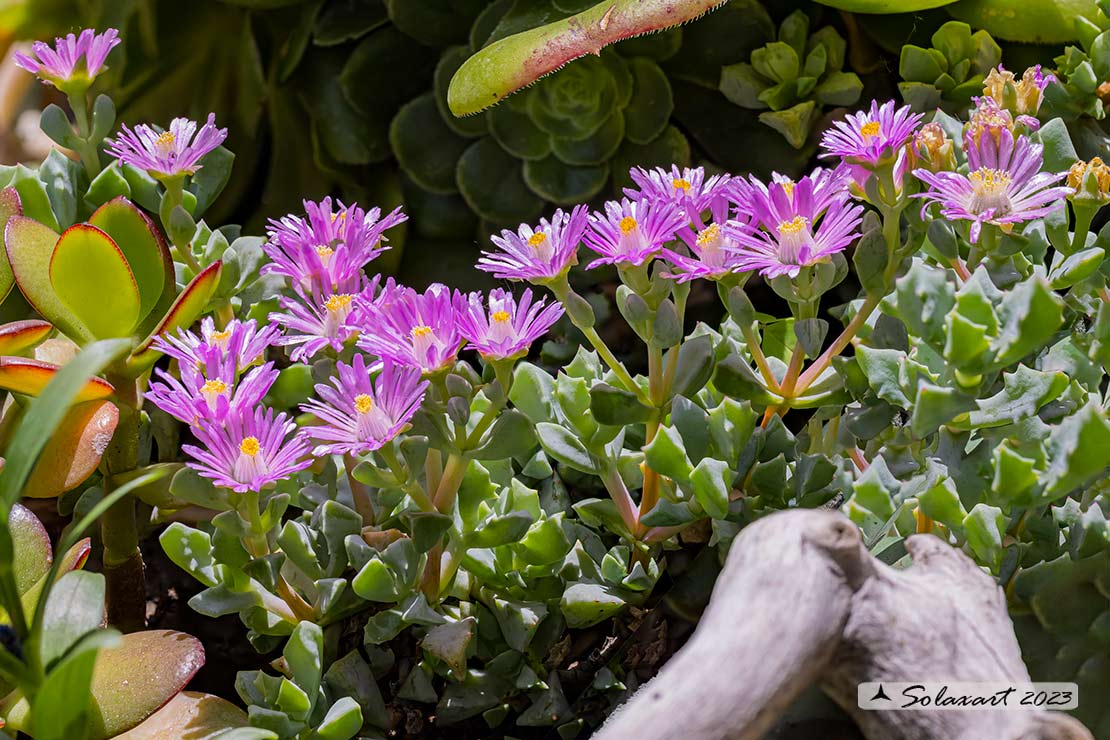 Lampranthus deltoides - Erba cristallina deltoide