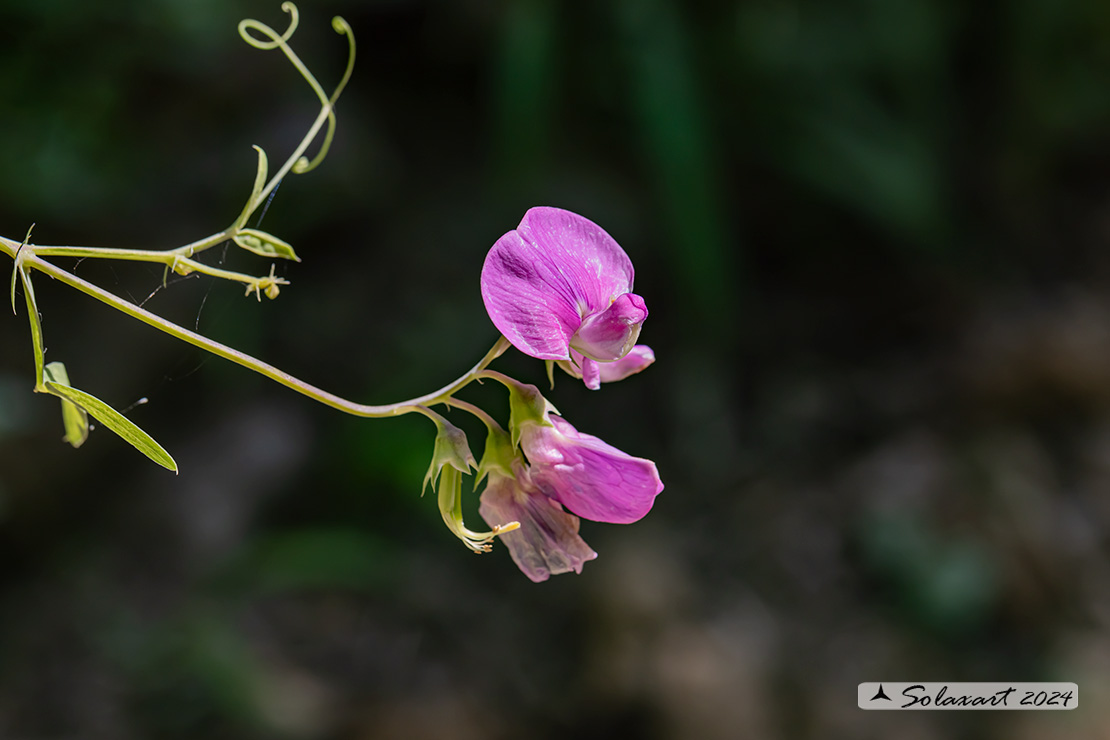 Lathyrus odoratus