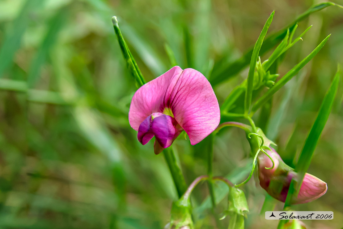 Lathyrus sylvestris