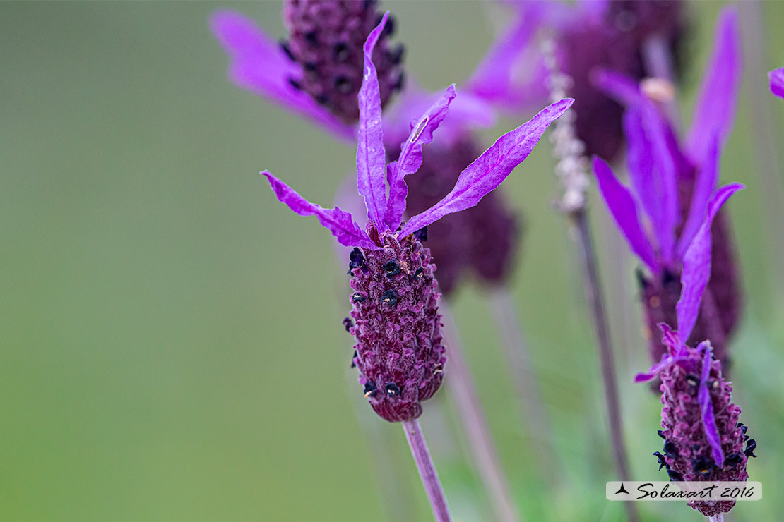 Lavandula stoechas