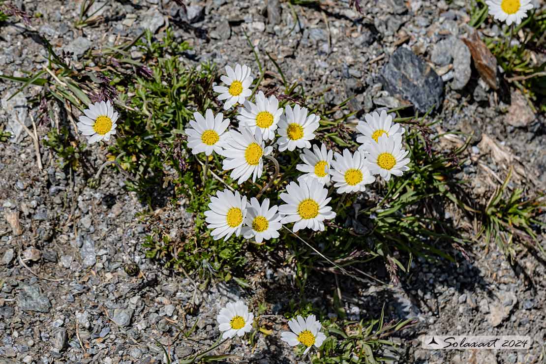 Leucanthemopsis alpina - Margherita alpina
