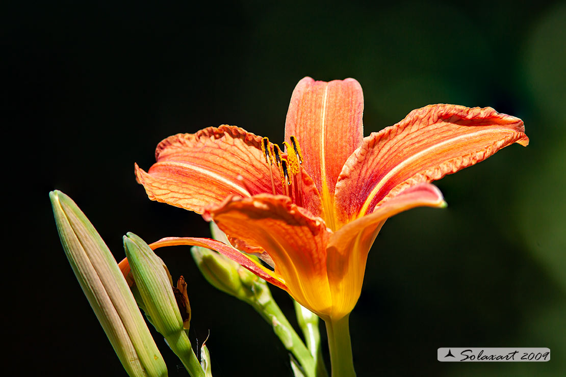 Giglio rosso - Lilium bulbiferum