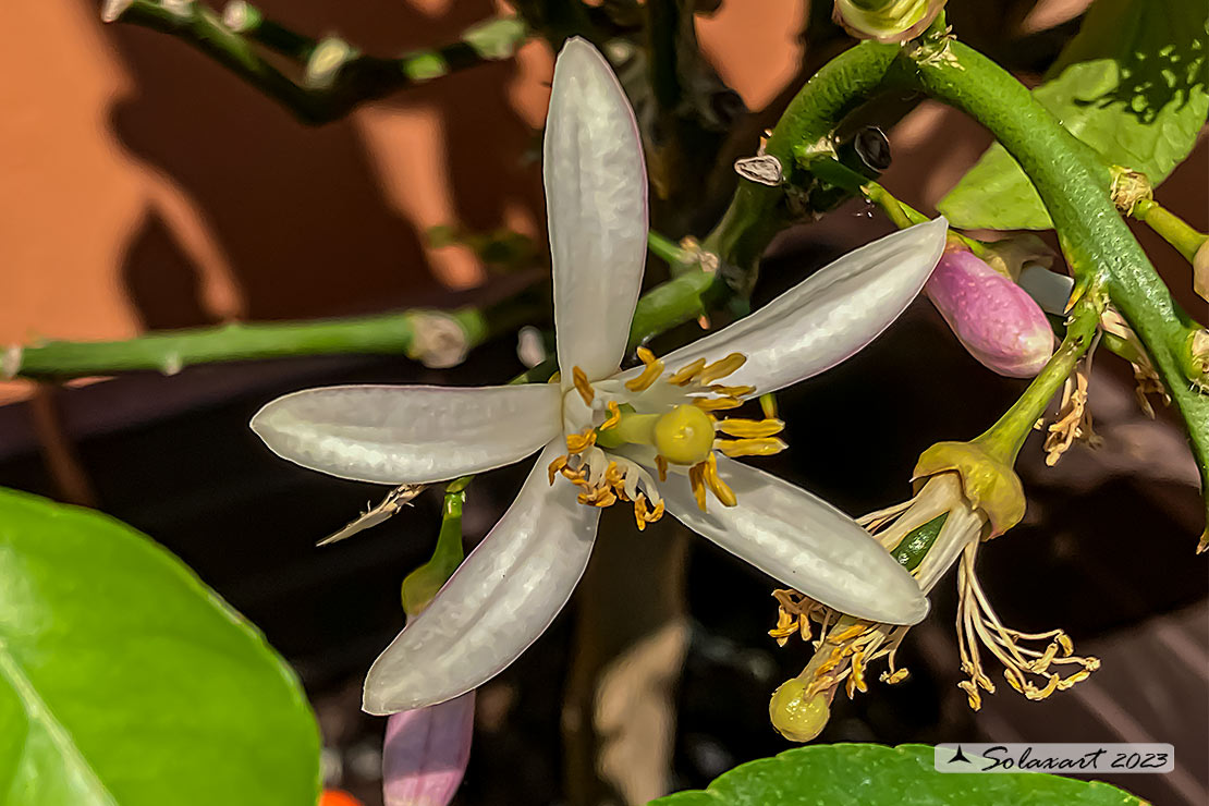 Citrus x limon; Limone
