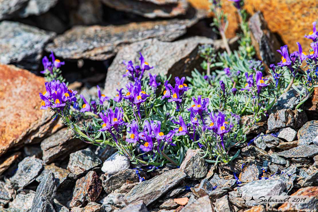 Linaria alpina