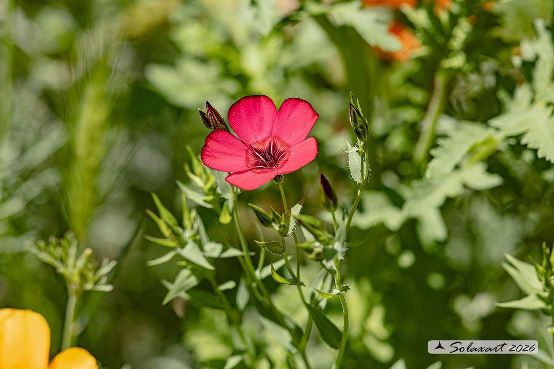 Linum grandiflorum - Lino rosso 