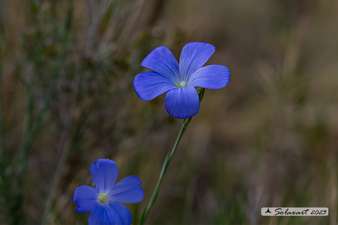 Linum narbonense - Lino lesinino, Lino di Narbona