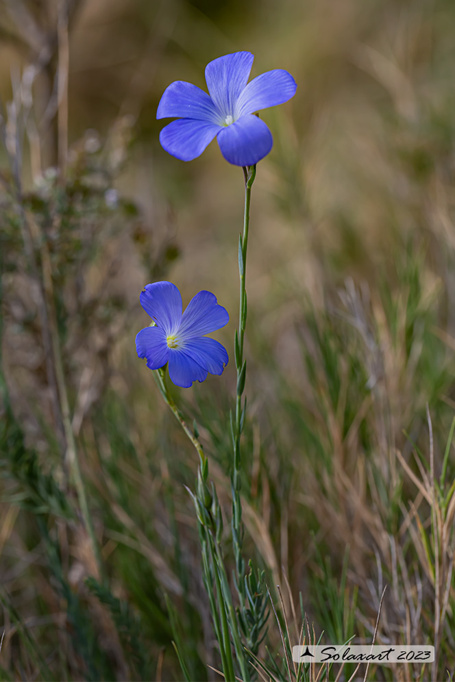 Linum narbonense - Lino lesinino, Lino di Narbona