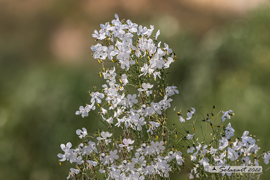 Linum suffruticosum - Lino suffruticoso