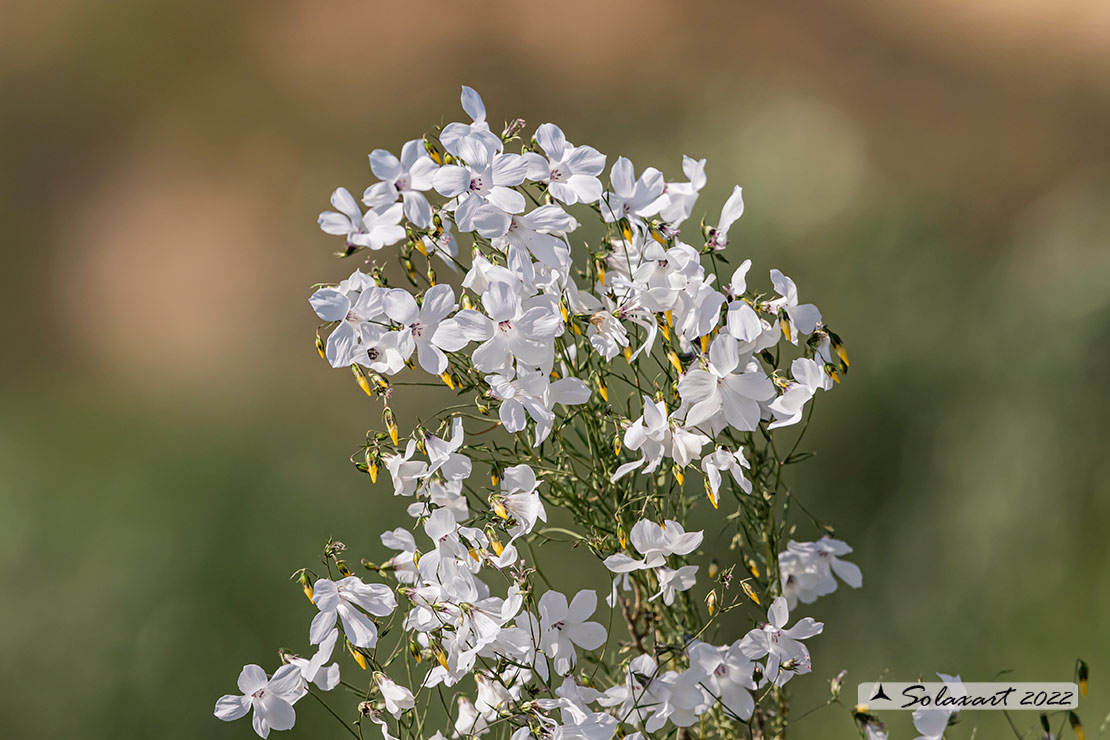 Linum suffruticosum - Lino suffruticoso