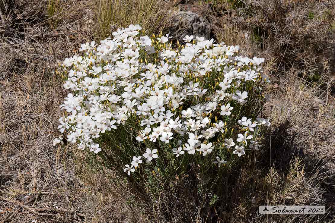 Linum Linum tenuifolium  - Lino montano