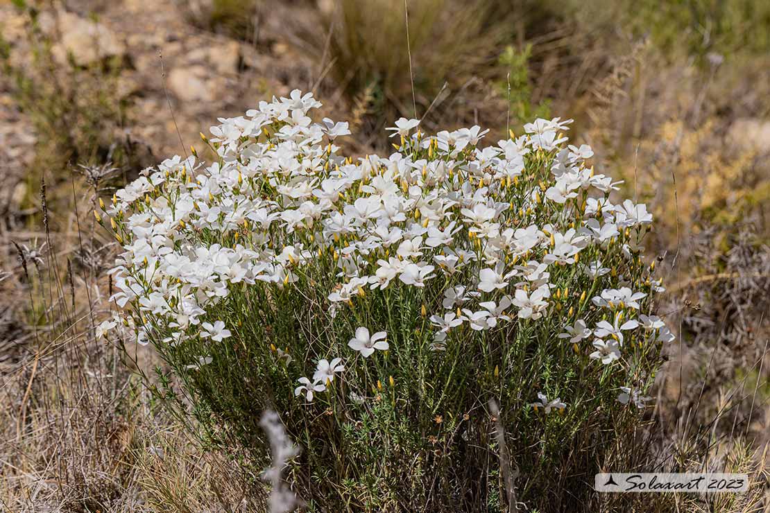 Linum Linum tenuifolium  - Lino montano