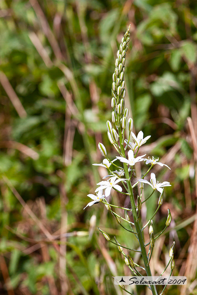 Loncomelos brevistylum