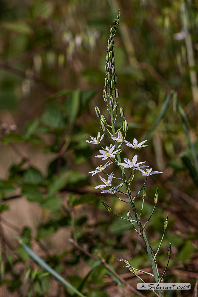 Loncomelos brevistylum