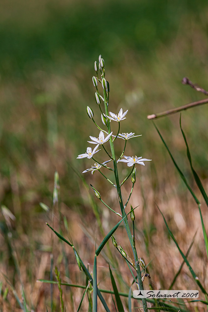 Loncomelos brevistylum