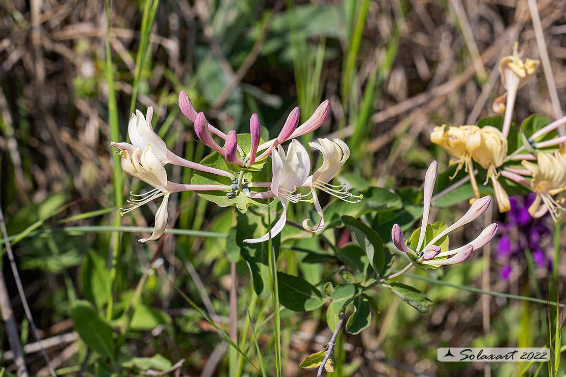 Lonicera caprifolium