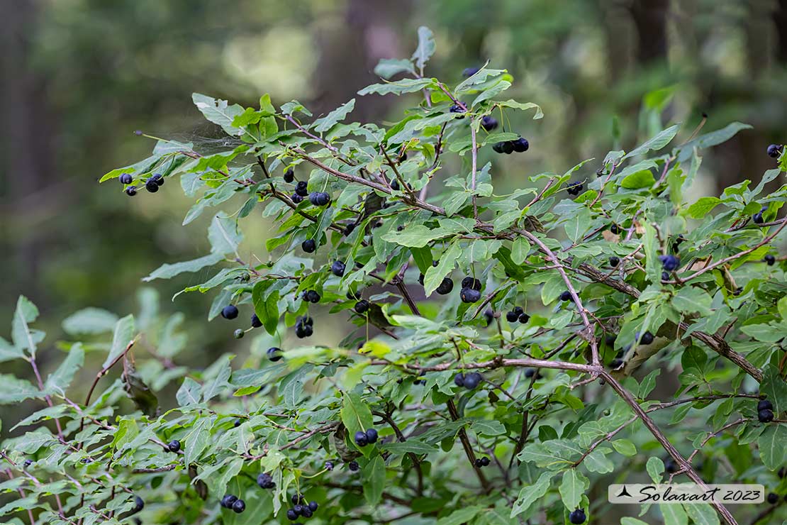 Lonicera nigra