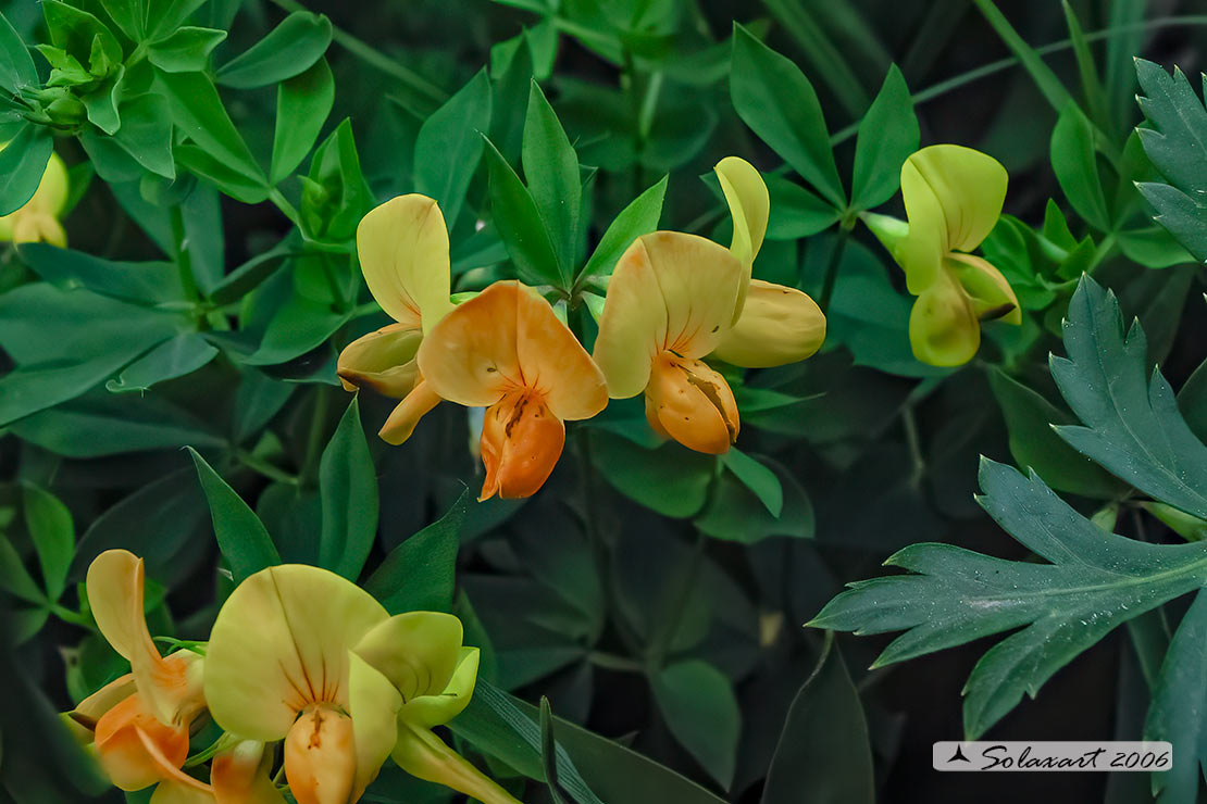 Lotus corniculatus