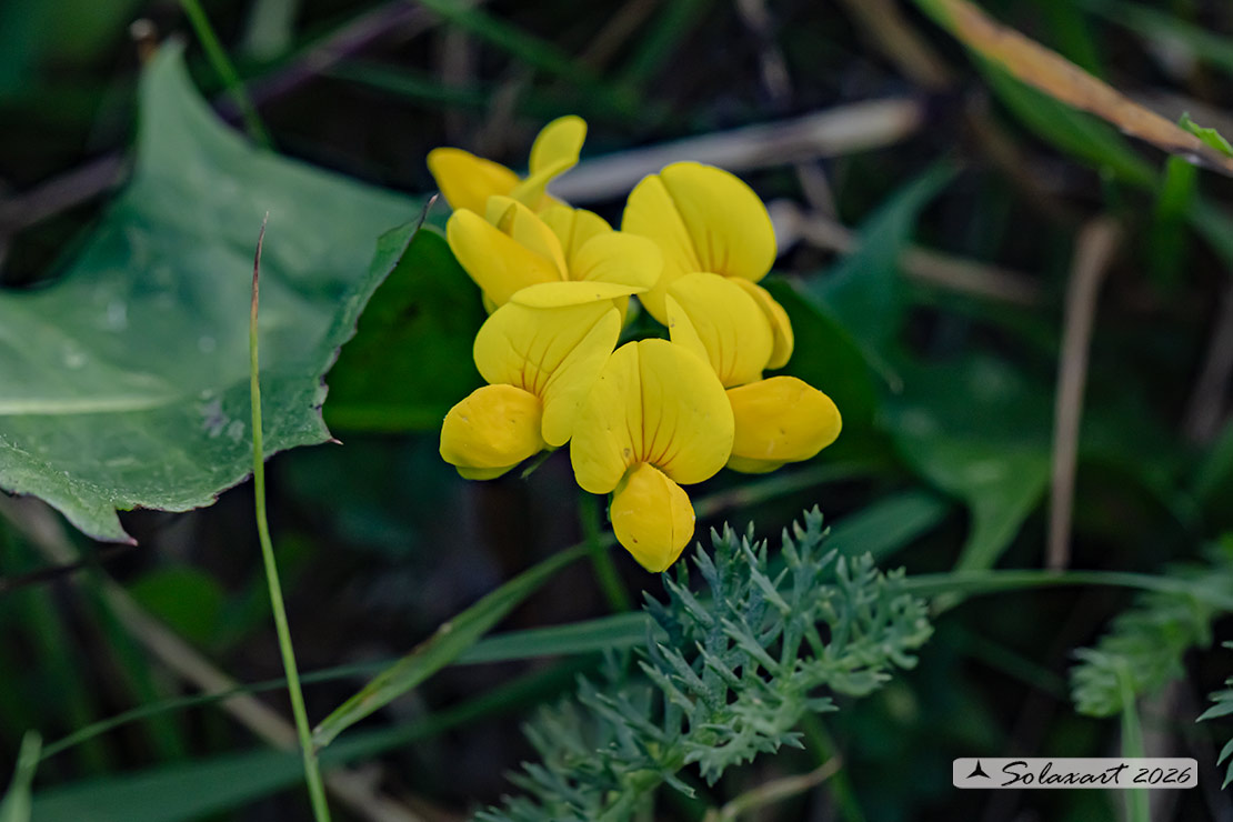 Lotus corniculatus