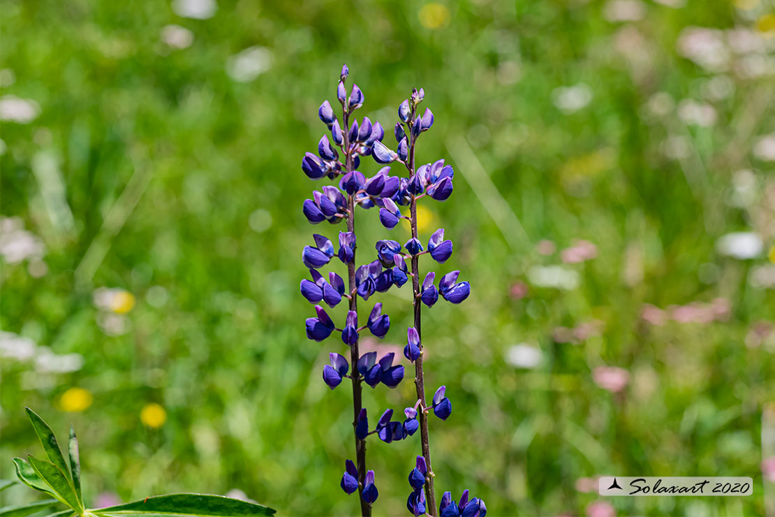 Lupinus polyphyllus