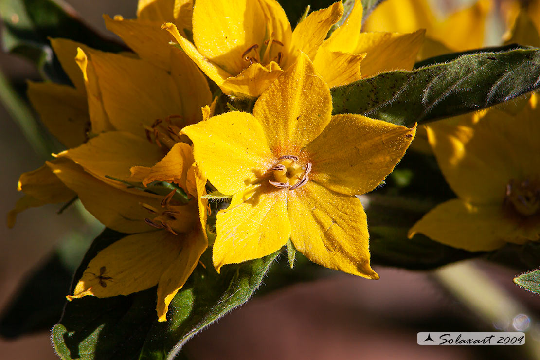 Lysimachia ciliata