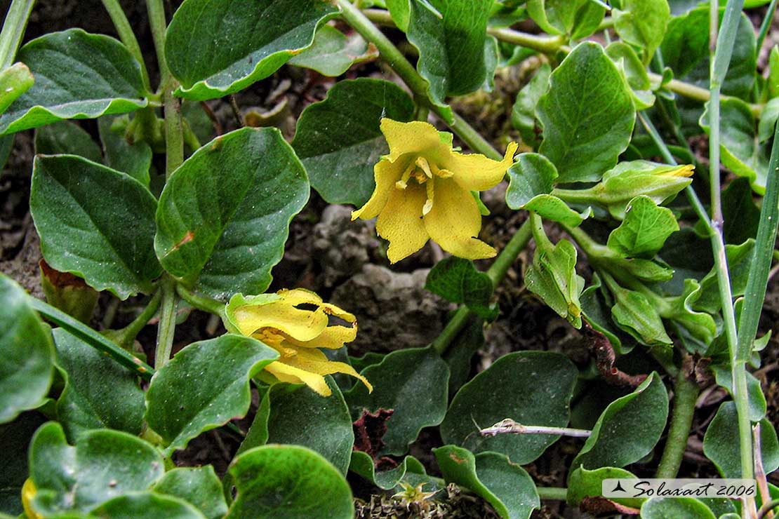 Lysimachia ciliata