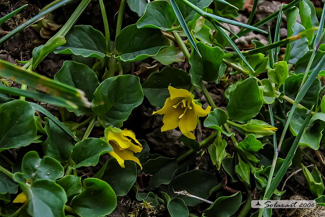 Lysimachia ciliata