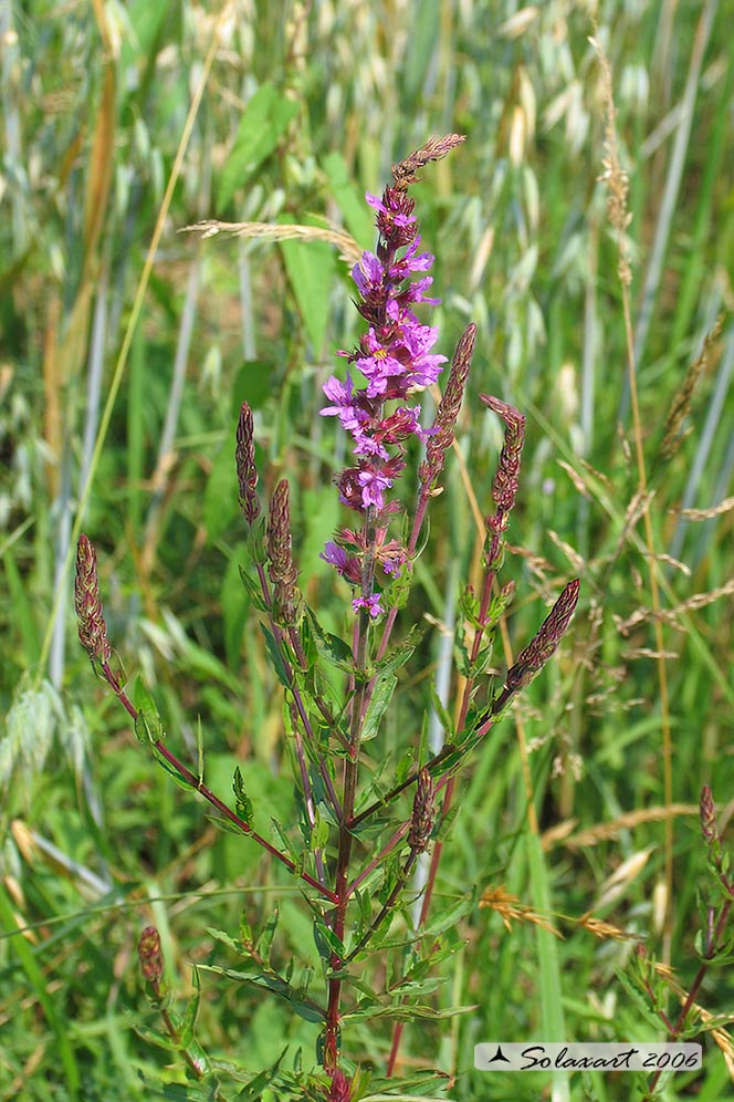 Lythrum salicaria