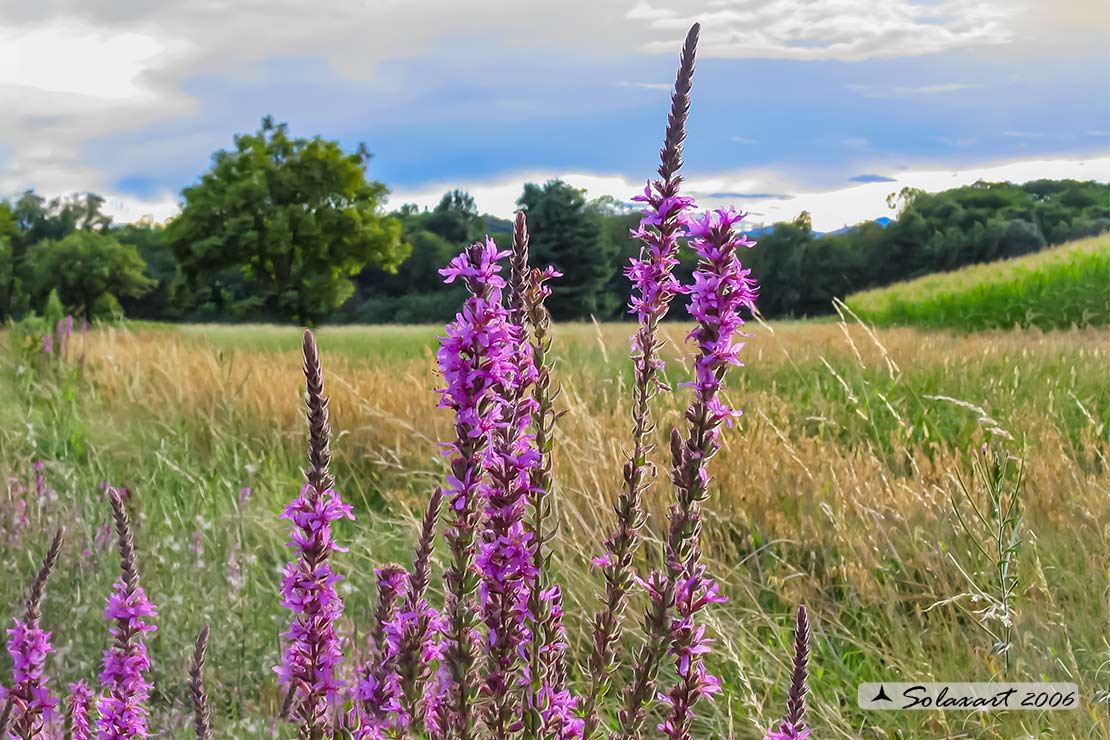 Lythrum salicaria