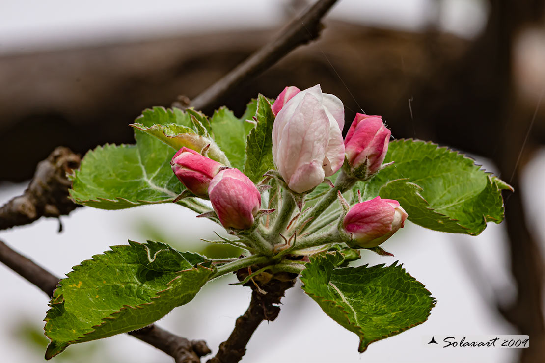 Malus domestica - Melo