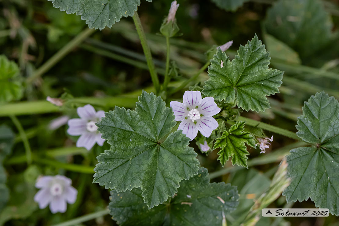 Malva neglecta