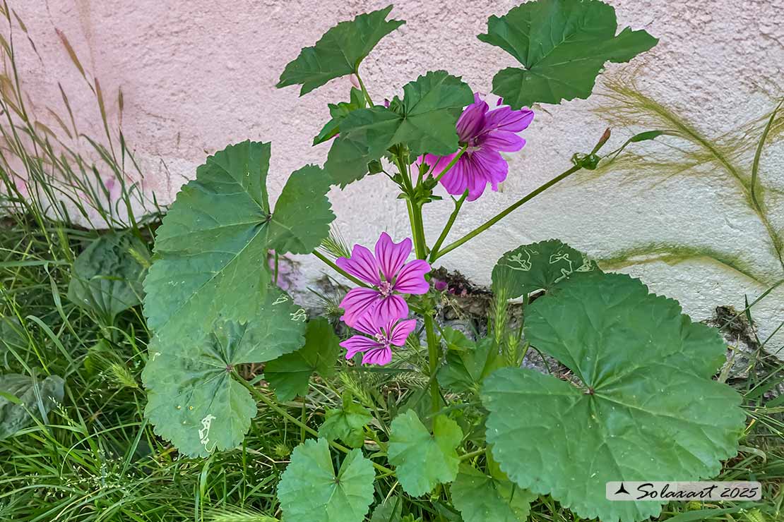 Malva sylvestris