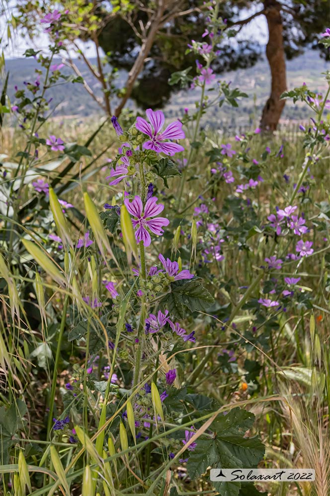 Malva sylvestris