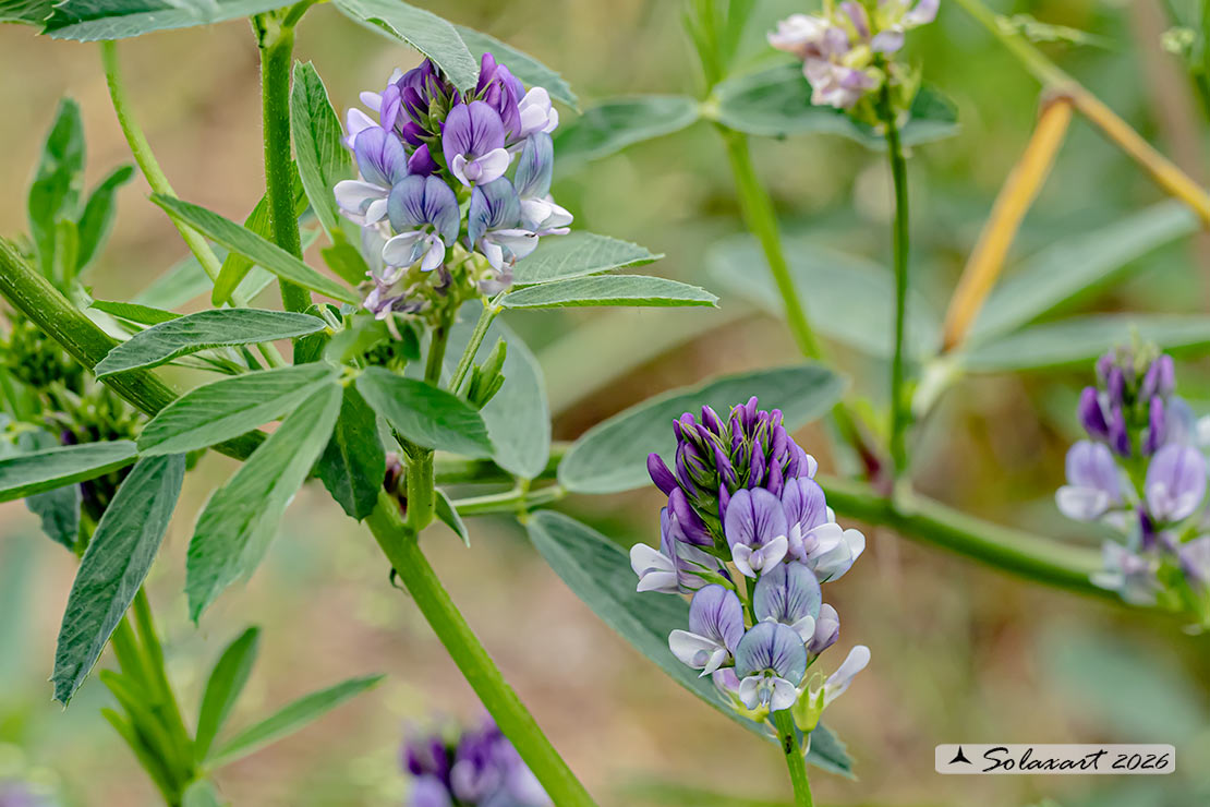 Medicago sativa