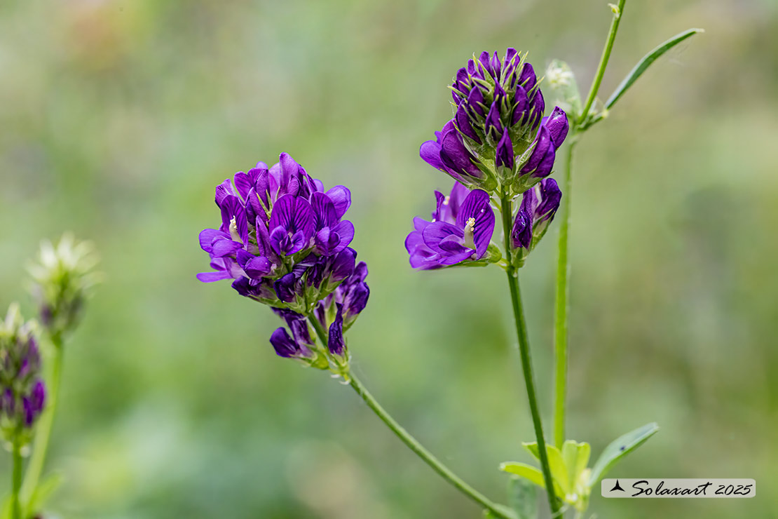Medicago sativa