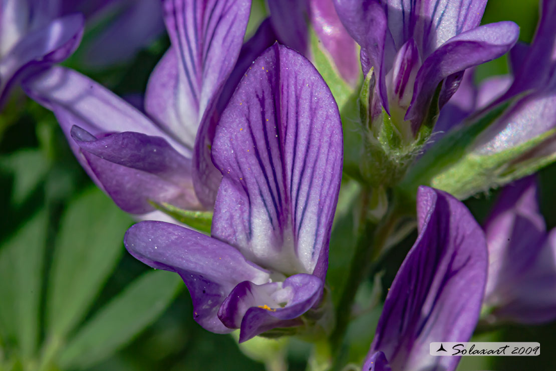 Medicago sativa