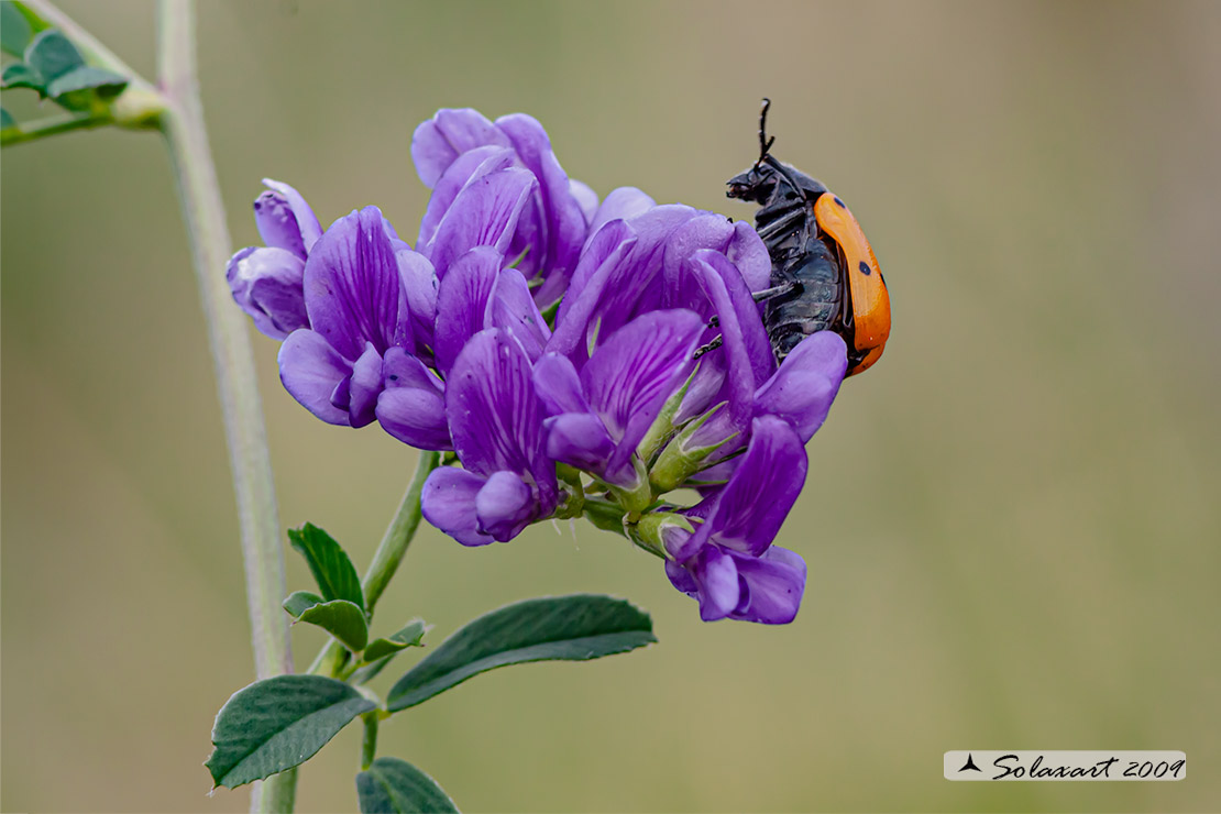 Medicago sativa