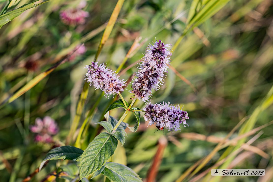 Mentha longifolia