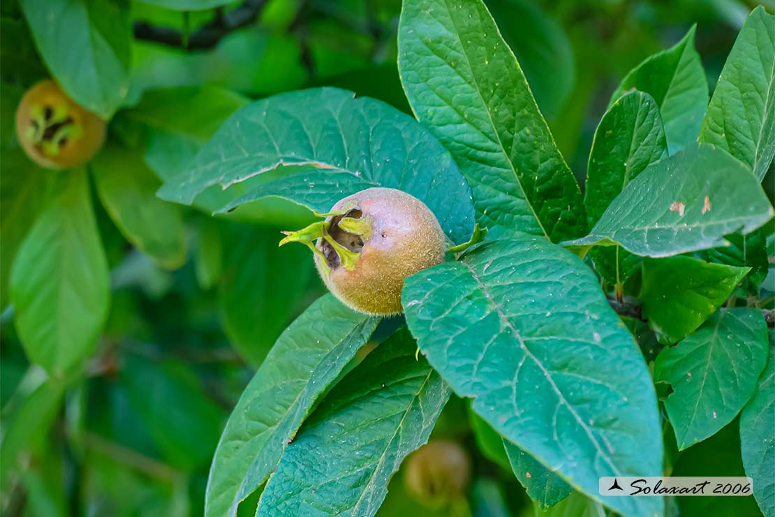 Mespilus germanica - Nespolo d'inverno