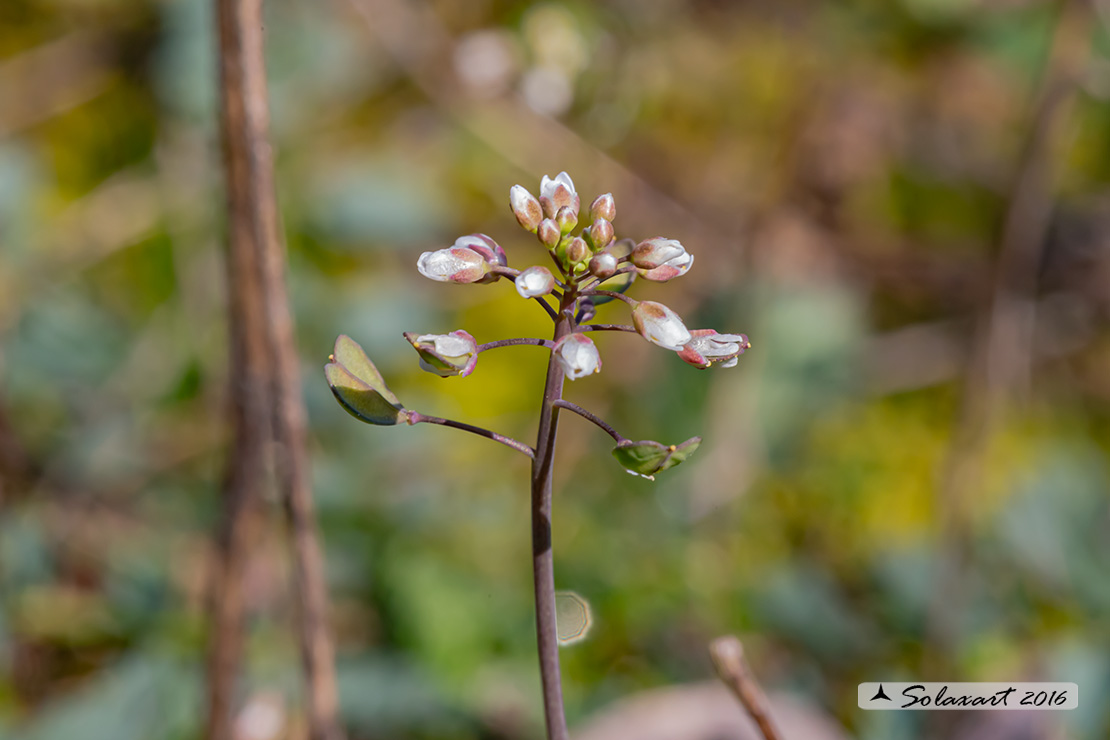 Microthlaspi perfoliatum